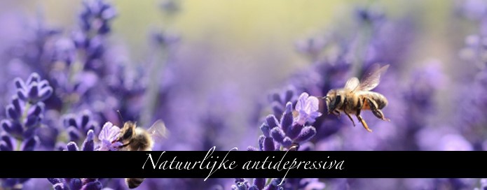 Lavendel een natuurlijke antidepressiva
